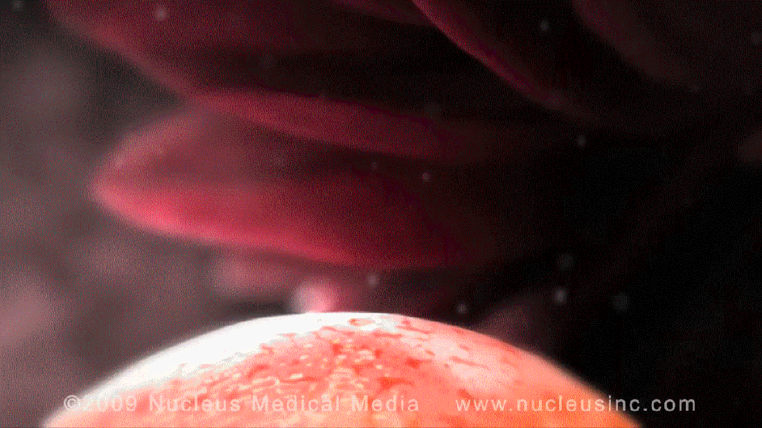 vlc-record-2017-12-19-11h55m17s-Ovulation - Nucleus Health - YouTube.MP4-.gif