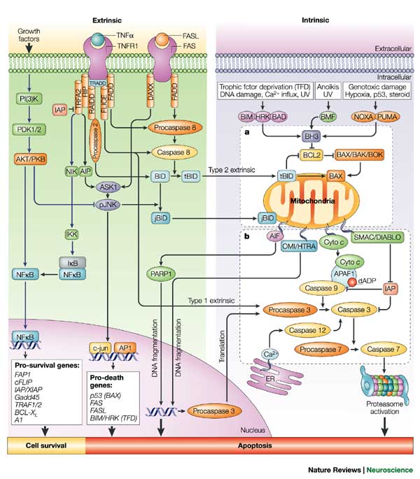 Extrinsic-and-intrinsic-apoptotic-signalling-pathways-in-neuronsBlack-lines-represent