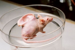 trans genics mouse ear googlei search