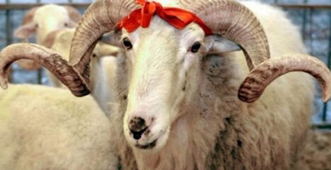 kurban