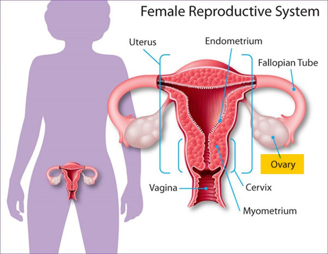 female-reproductive-system.jpg