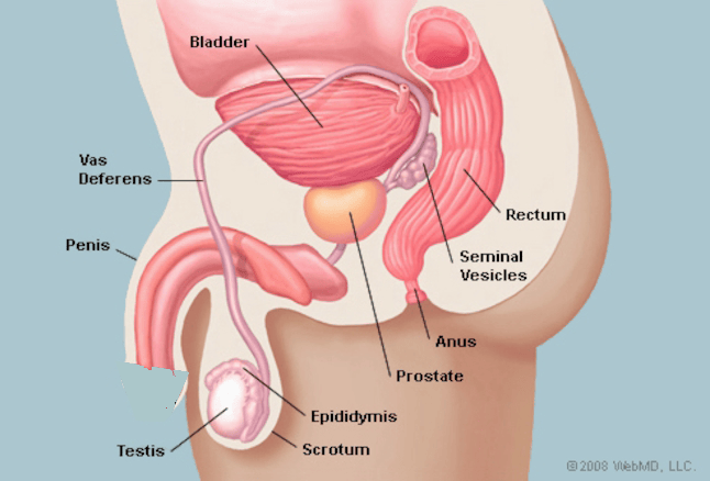 prostategland2.png