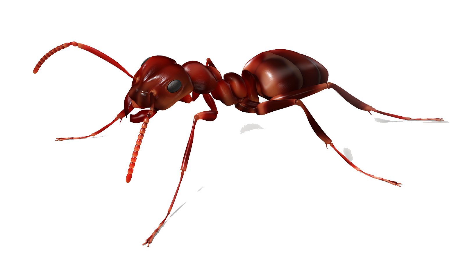 Ant-PNG-Image