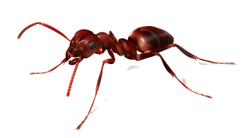 Ant-PNG-Image