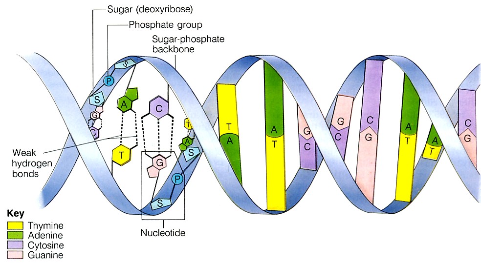 dna-structure