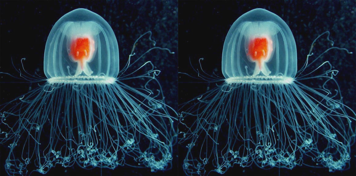 turritopsis-nutricola-tile