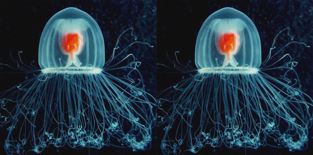 turritopsis-nutricola-tile