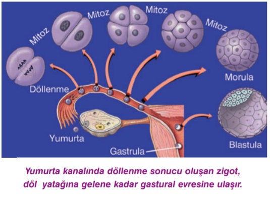 hücre-göçü-1