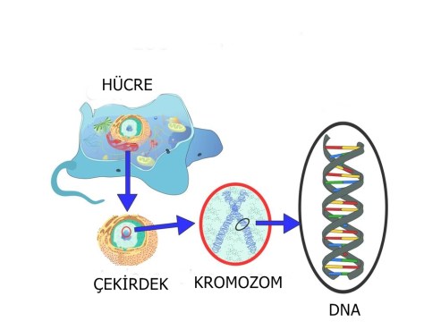 Location+of+DNA.jpg